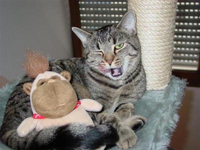 catwink.jpg