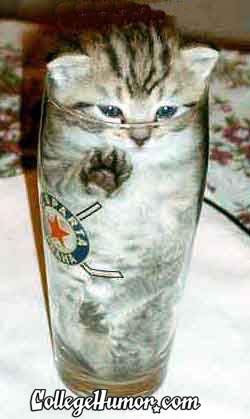 glass_cat.jpg