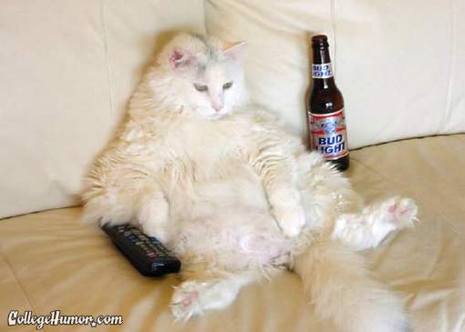 lazcat.jpg