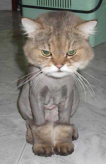 perfect_cat.jpg